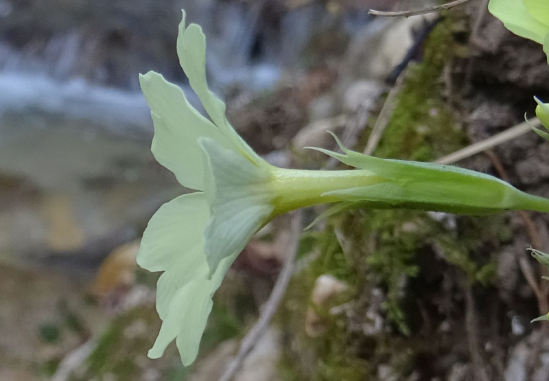 Primula vulgaris ? s